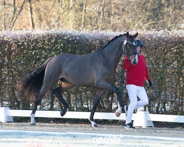 horse Hengst von Sir Heinrich / Rocky Lee (Westphalian, 2022, from Sir Heinrich OLD)