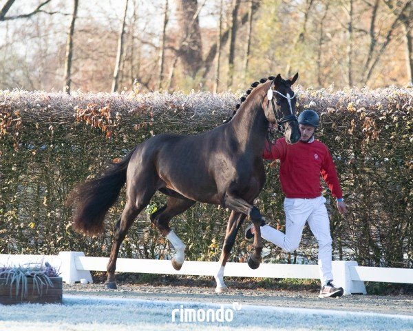 stallion Hengst von Toto Gold / Floriscount (Westphalian, 2022, from Toto Gold)