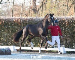 Deckhengst Hengst von Toto Gold / Floriscount (Westfale, 2022, von Toto Gold)