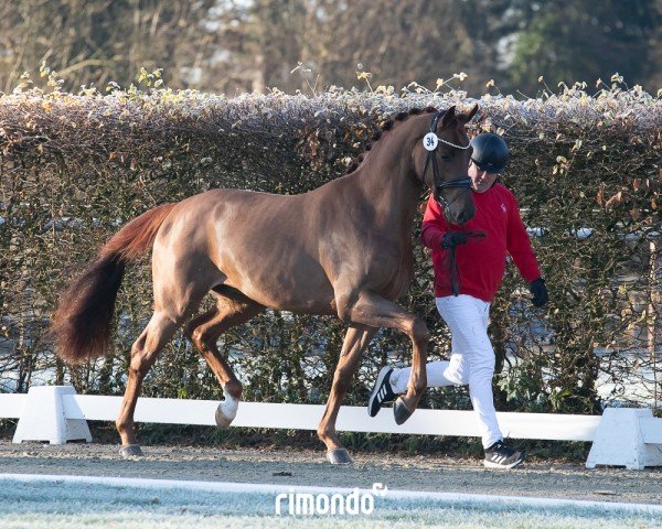 stallion Total Dance (Westphalian, 2022, from Total Diamond PS)