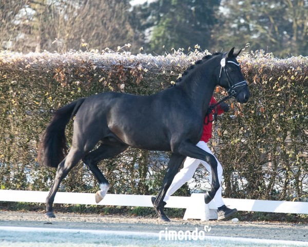 stallion Tokyo AS (Oldenburg, 2022, from Toto Gold)