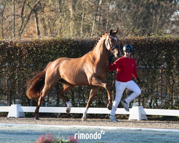 stallion Vitaggio (Westphalian, 2022, from Vitalis)