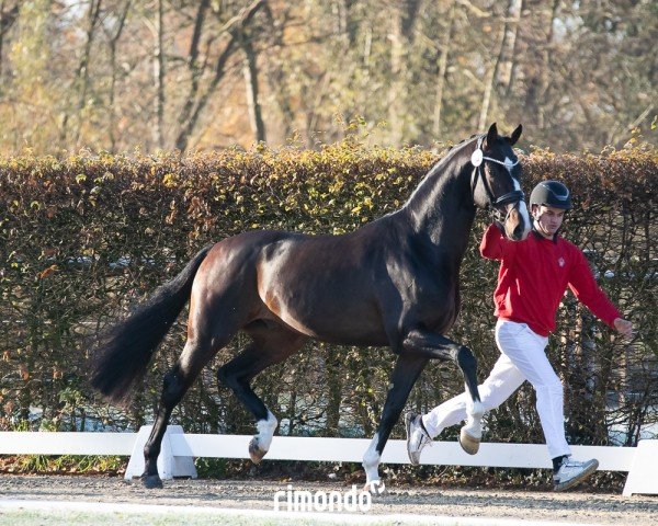 stallion Zake (Westphalian, 2022, from Zoom)