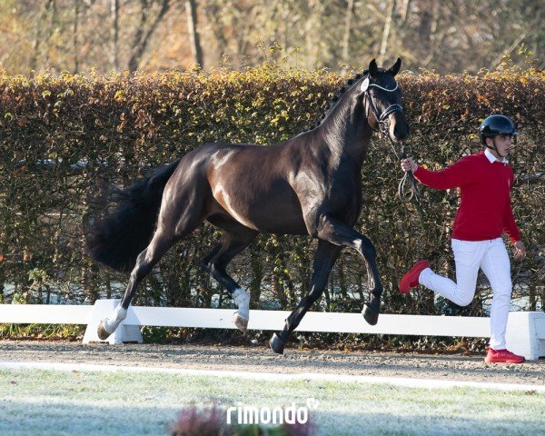 Deckhengst Zaphir (Hannoveraner, 2022, von Zanetti 5)
