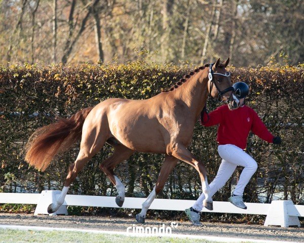 stallion Zheng (Westphalian, 2022, from Zoom)
