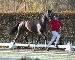 horse Zeus (Westphalian, 2022, from Zoom)