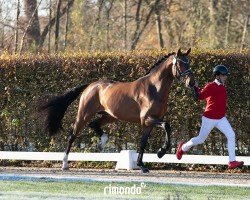 Deckhengst Zacolar di Mantova (Westfale, 2022, von Zanetti 5)