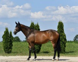 Springpferd Eldorado's Bella (Hannoveraner, 2016, von Eldorado van de Zeshoek)