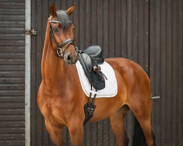 horse Hengst von Vivino / Rascalino (Westphalian, 2020, from Vivino)
