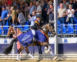 stallion Noble Dance NRW (German Riding Pony, 2021, from Neverland WE)