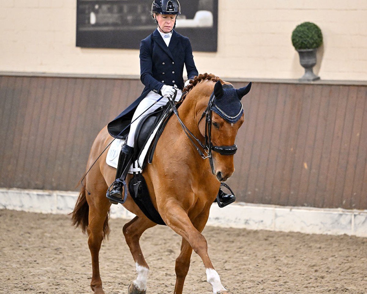 dressage horse Go-Go 10 (KWPN (Royal Dutch Sporthorse), 2011, from Glock´s Tango)