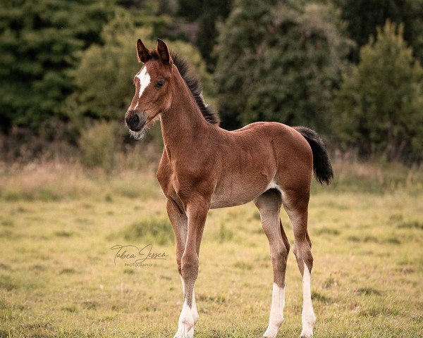 horse Coco Chanel (German Sport Horse, 2024, from Cashmere)