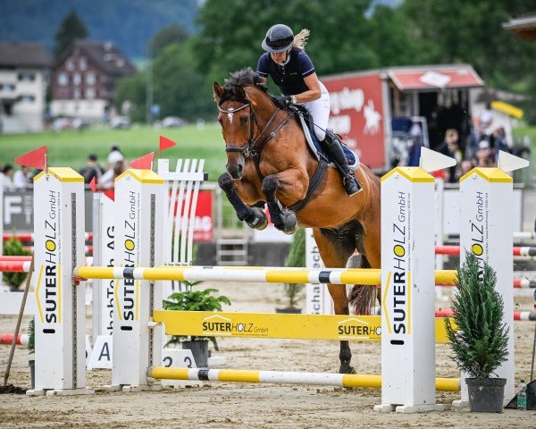 Springpferd I'm Johny Iconic (Brandenburger, 2010, von Imam du Perchet)