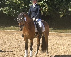 stallion Steendieks Danciano (German Riding Pony, 2019, from Steendieks Morgensterns Dalai)