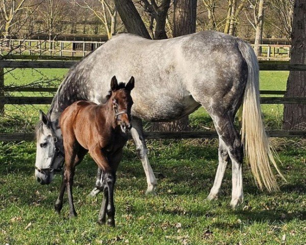 Pferd Stute von Dubawi xx (Englisches Vollblut, 2024, von Dubawi xx)