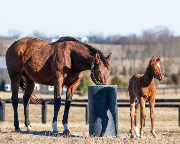 horse Stute von Curlin xx (Thoroughbred, 2024, from Curlin xx)