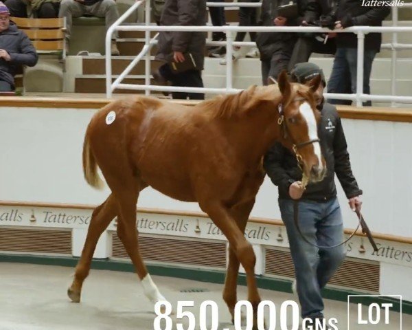 horse Hengst von Frankel xx (Thoroughbred, 2023, from Frankel xx)