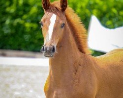 Pferd Examina (Oldenburger, 2024, von Escanto PS OLD)