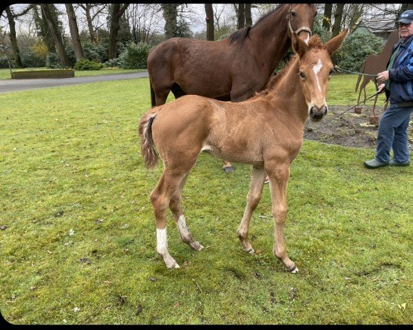 horse Dynamic Girl A (Hanoverian, 2022, from Dynamic Dream)