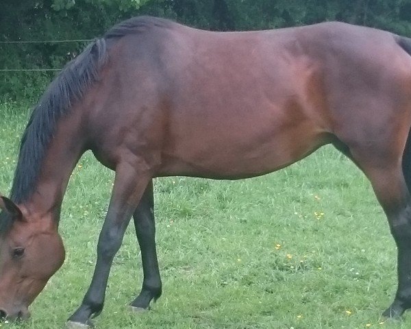 broodmare Alexa IV (Holsteiner, 2008, from Cristo)