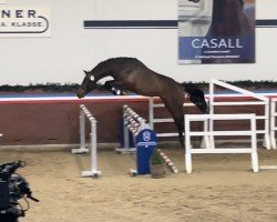 stallion Cornalon (Holsteiner, 2021, from Corniolo)