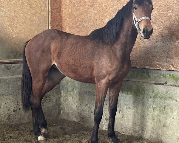 horse Stute von Vigado / Cristo (Holsteiner, 2023, from Vigado)