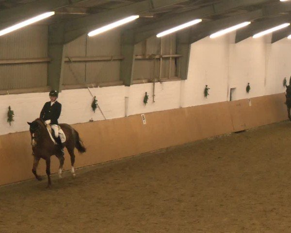 Reitturnier Datteln - Dressur-Late-Entry 2024