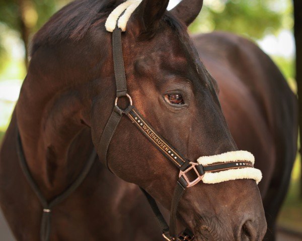 dressage horse Dark Chocolate 29 (Oldenburg, 2011, from Dante Weltino Old)