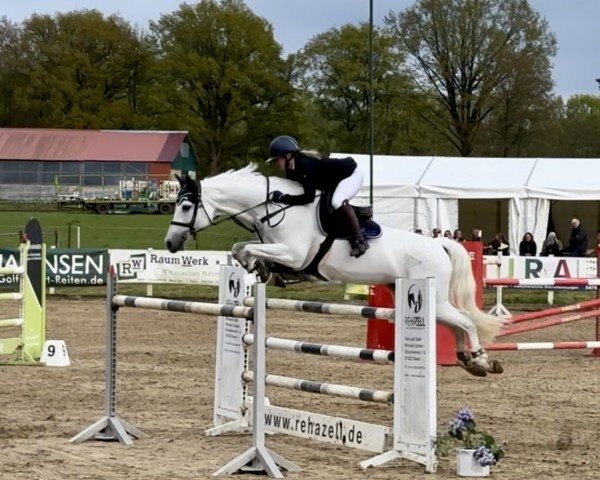 jumper Betty 241 (Holsteiner, 2009, from Corrado I)