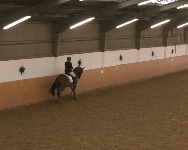 Reitturnier Datteln - Dressur-Late-Entry 2024