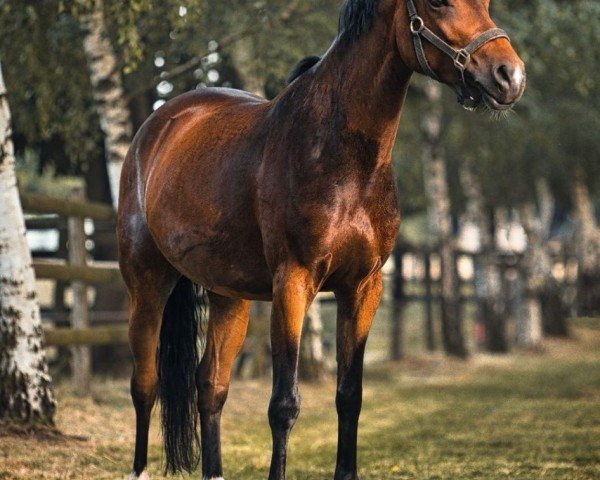 horse Cleopatra D (German Riding Pony, 2018, from Golden Dime)