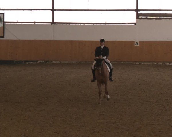 Reitturnier Datteln - Dressur-Late-Entry 2024