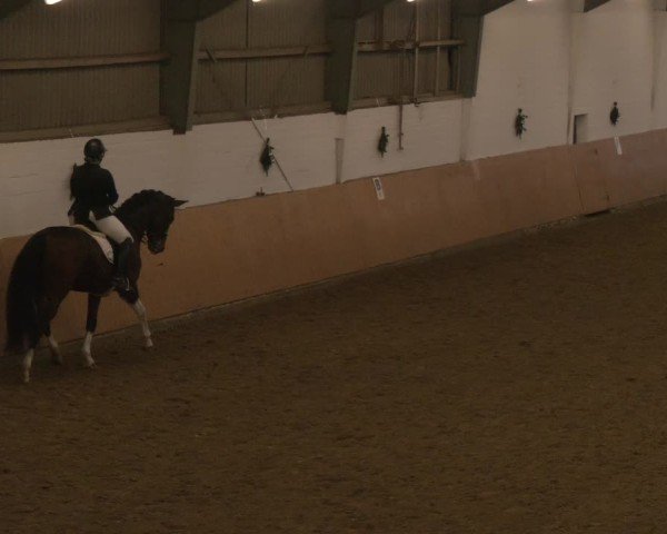 Reitturnier Datteln - Dressur-Late-Entry 2024