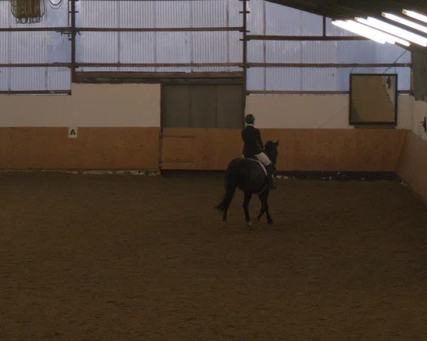 Reitturnier Datteln - Dressur-Late-Entry 2024