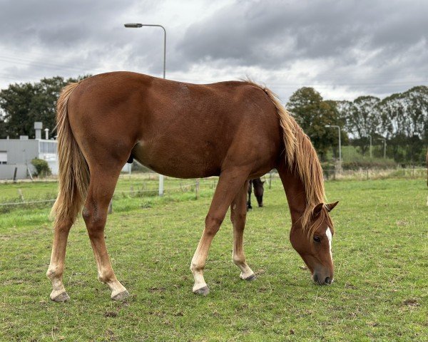 Pferd Tamaro (KWPN (Niederländisches Warmblut), 2023, von Nick Wimphof)