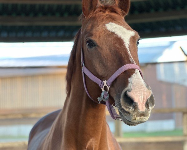 dressage horse Daylight (Rhinelander, 2008, from Dramatic)