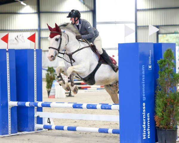 Springpferd Loubard de St Garin CH (Freiberger, 2016, von Lariboy CH)