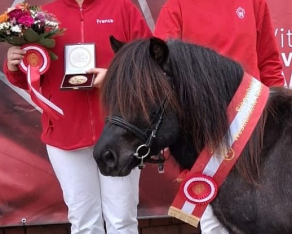Deckhengst Unsinn-L (Shetland Pony, 2022, von Oberbayerns Un Ami)