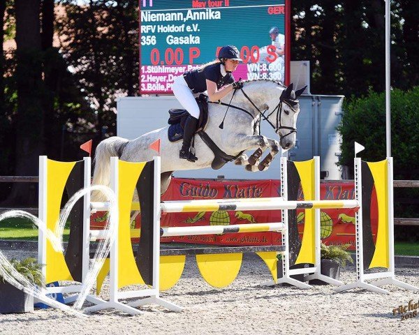 jumper Gasaka (Hanoverian, 2013, from Grey Top)