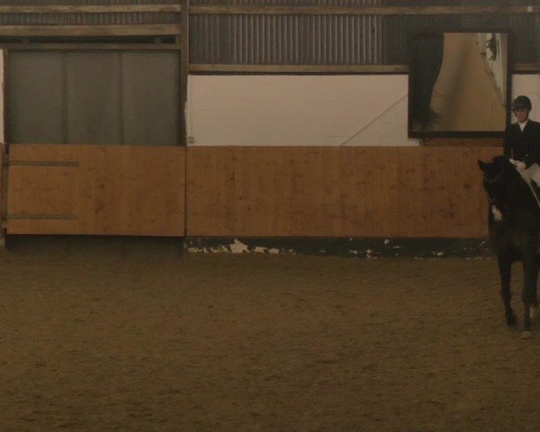 Reitturnier Datteln - Dressur-Late-Entry 2024