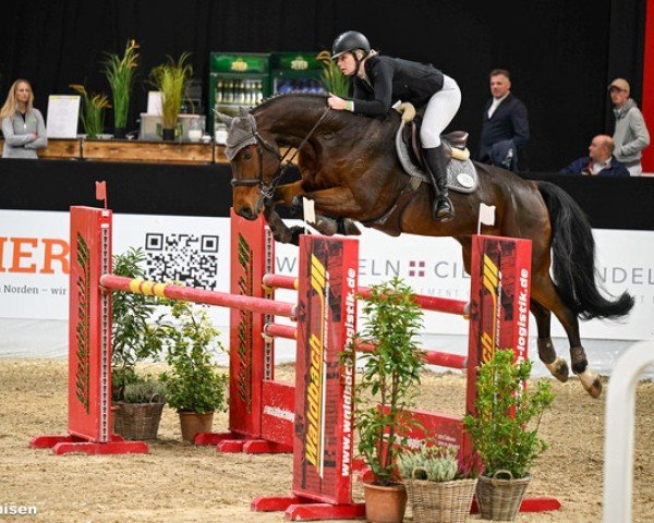 jumper Charly G 5 (Mecklenburg, 2018, from Crusoe 5)
