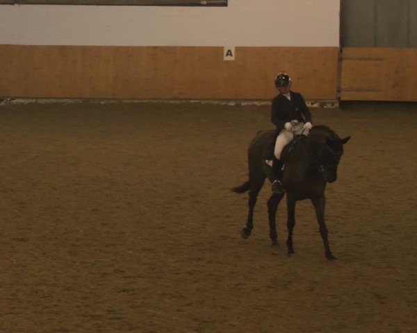 Reitturnier Datteln - Dressur-Late-Entry 2024