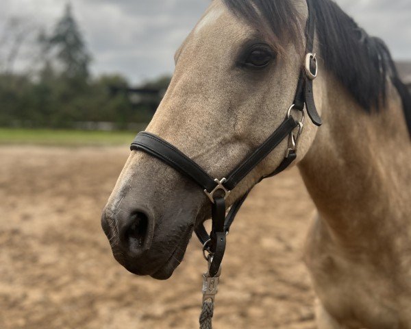 Pferd Golden Girl 181 (Deutsches Reitpony, 2015, von Golden Challenge)