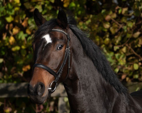 horse Valdi (Rhinelander, 2020, from Vitalis)
