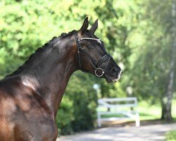 Deckhengst Sutherland (Trakehner, 2022, von Saint Cyr)