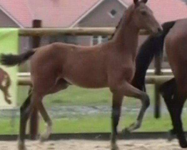 horse Zlayer (Oldenburg, 2024, from Zarenball)