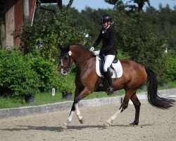 dressage horse Zoomlight (Westphalian, 2019, from Zoom)