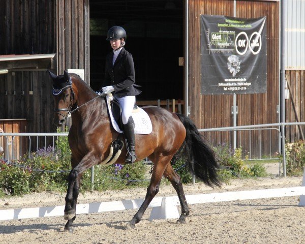 dressage horse Crazy Destination (Oldenburg, 2017, from Casallco)