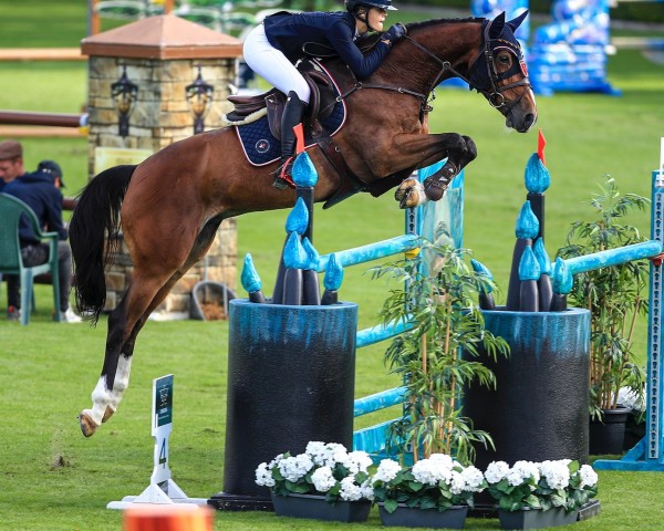 jumper Loomara (KWPN (Royal Dutch Sporthorse), 2016, from Toulon)