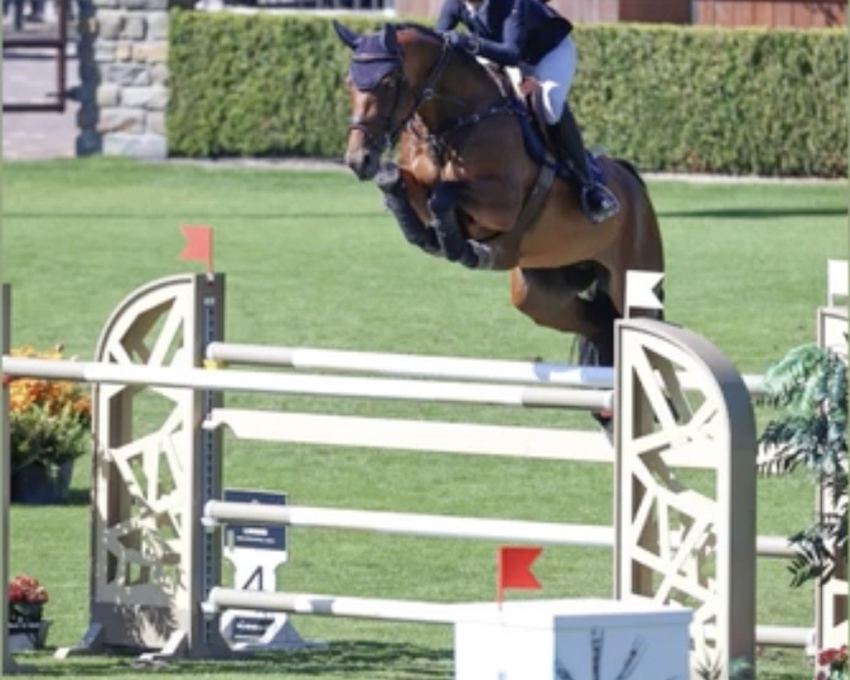 broodmare Gertrud 18 (Holsteiner, 2014, from Carinjo)